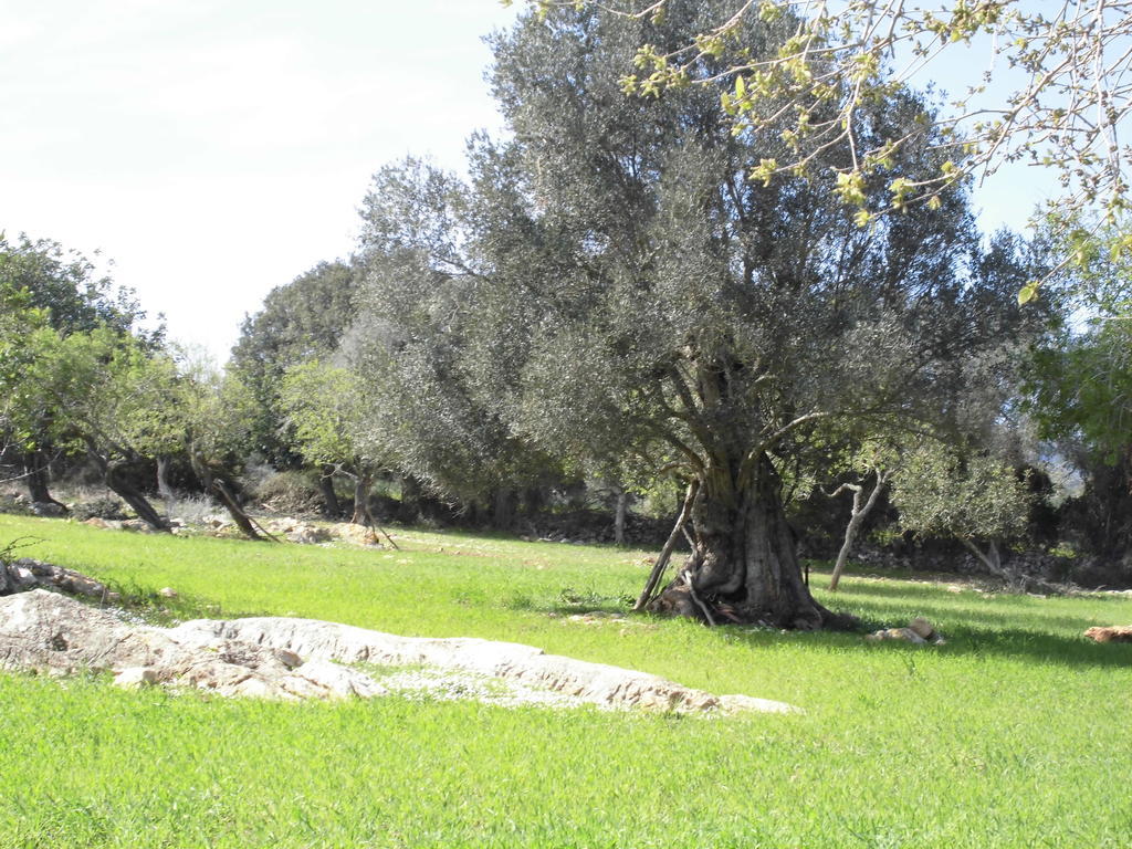 Agroturismo Na Set Centes - Adults Only 아르타 외부 사진